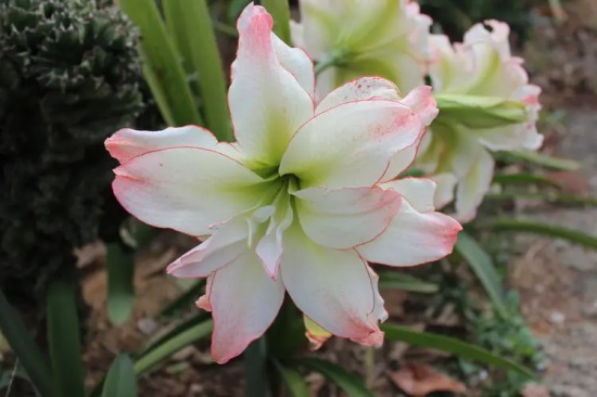 孤挺花,生日花语体质虚羽