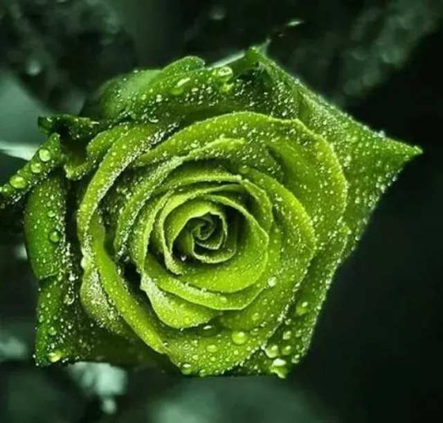 绿玫瑰花语是什么?