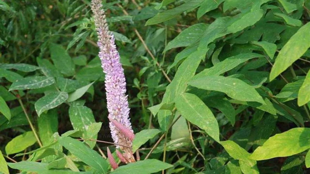 猫尾草的花语以及文化背景