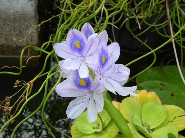 凤眼莲的花语是什么？