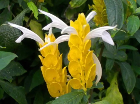 金苞花的花语是什么