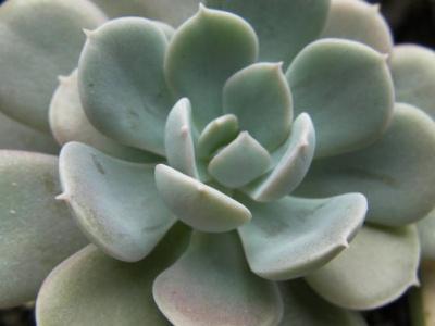 多肉需要见阳光吗怎么养(养多肉的正确方法)