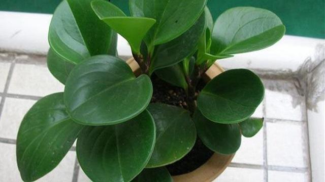 碧玉花的养殖方法（碧玉花培育小技巧）