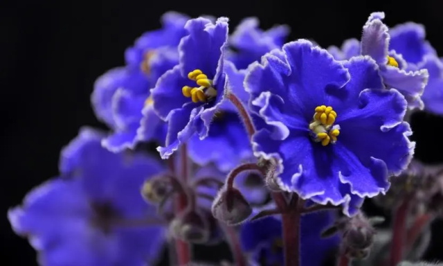 蓝色紫罗兰花语