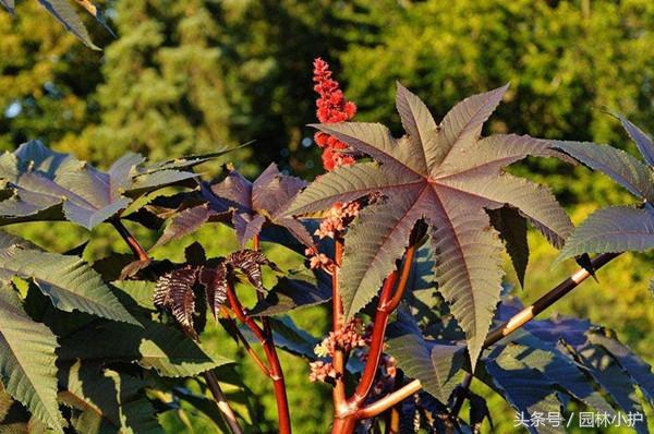 木本植物和草本植物的区别是什么(描述草本类和木本类的不同性质)