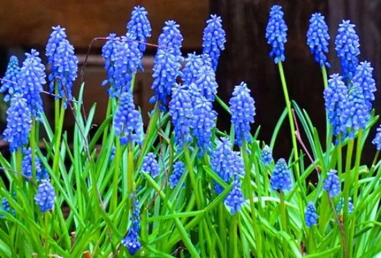 蓝色风信子花语