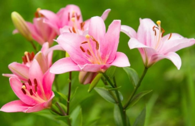 香水百合花语