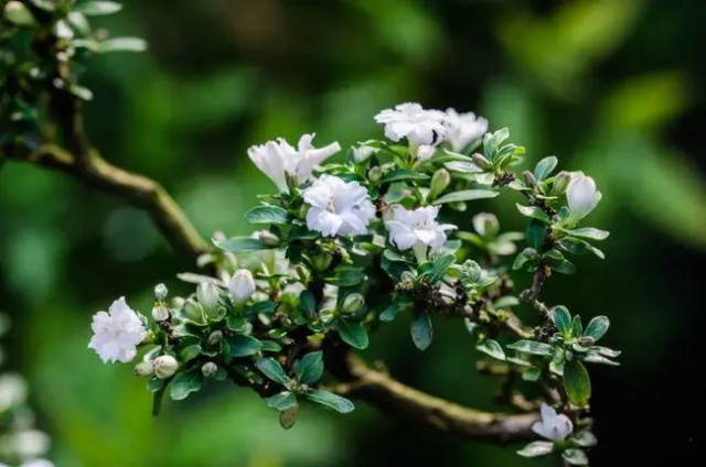 六月雪的花语