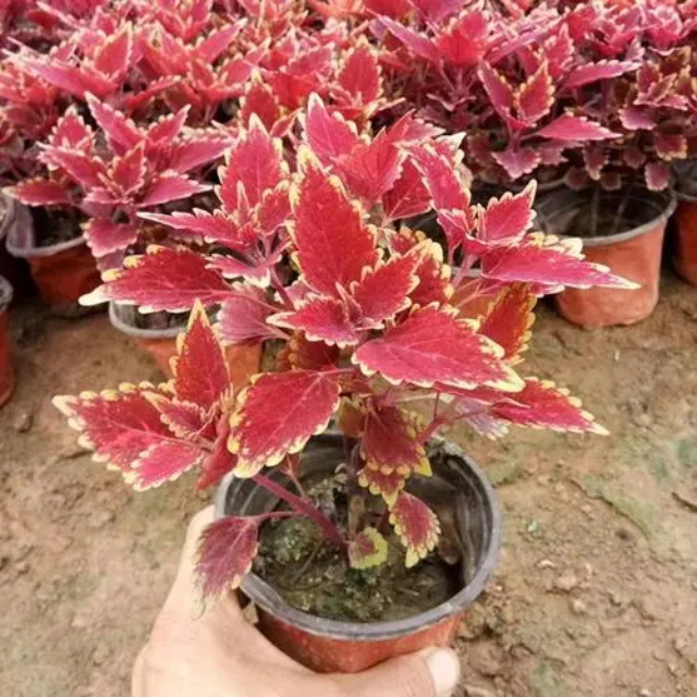 彩叶草花语含义