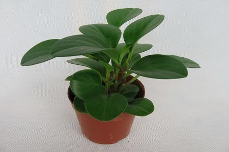 碧玉花的养殖方法(碧玉花培育小技巧)