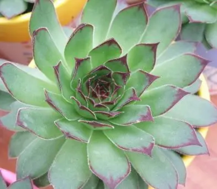 宝石花的花语是什么