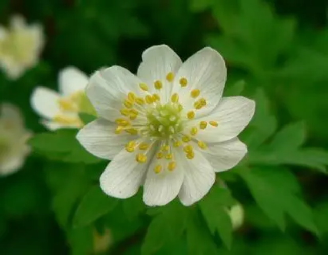 三轮草花语