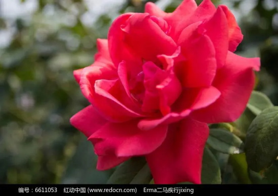 红色月季花语：是纯洁的爱吗？