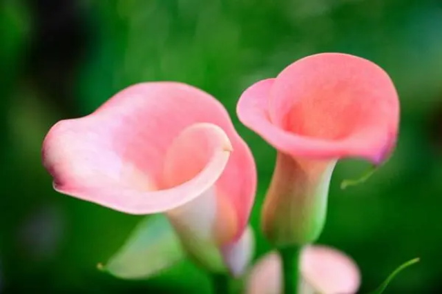 粉色马蹄莲花语