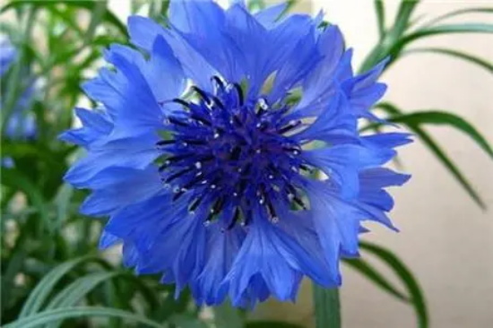 玛格烈菊花语是什么？