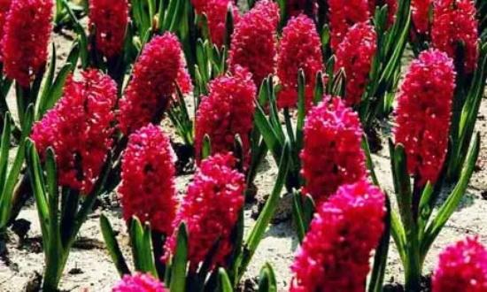 红色风信子的花语