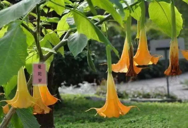 绿色曼陀罗花语