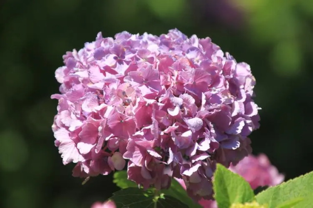 八仙花花语含义及其传说