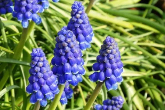 花语大全：春天花的花语