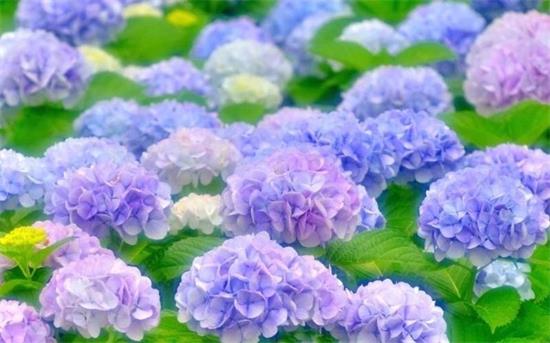解析：紫阳花花语是背叛吗？
