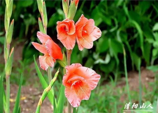 四大切花唐菖蒲的花语是什么？