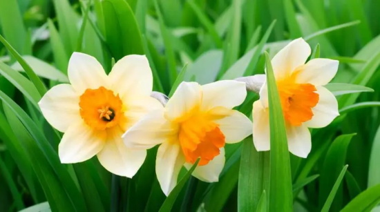 山水仙花花语 秋水仙花花语