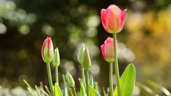 郁金香花语是什么