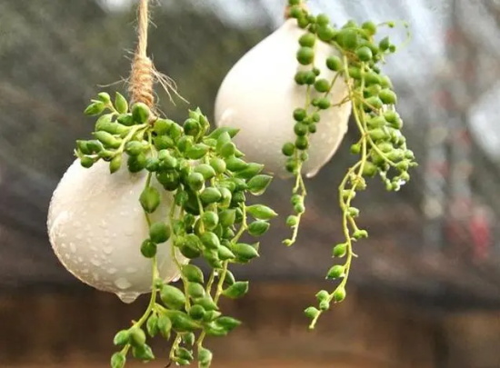 珍珠吊兰花语，珍珠吊兰花语是什么？