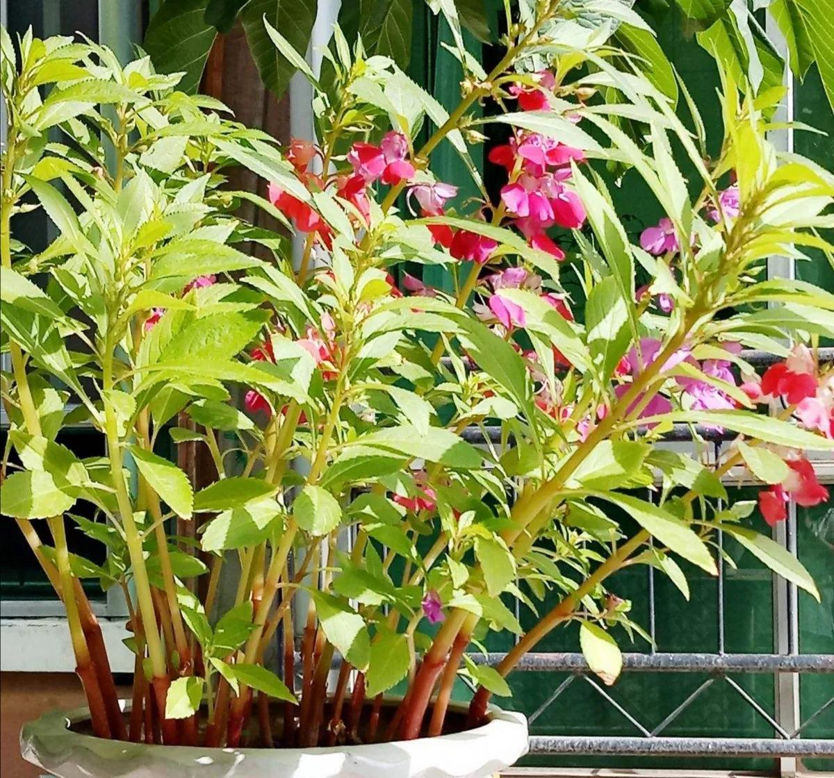 海娜花是什么样子的（海娜花植物介绍）