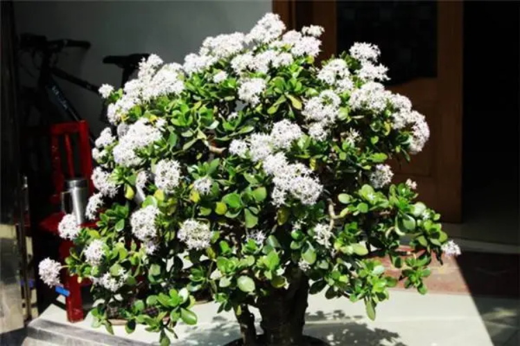 玉树花语含义