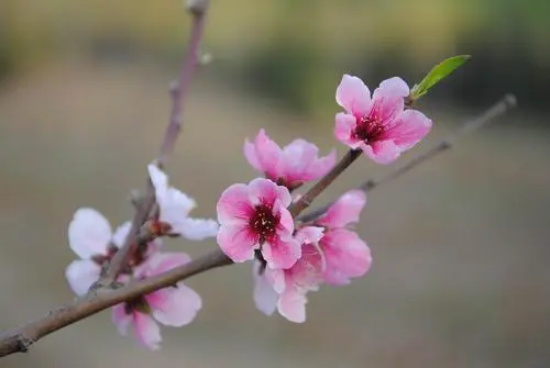 桃花花语是什么?