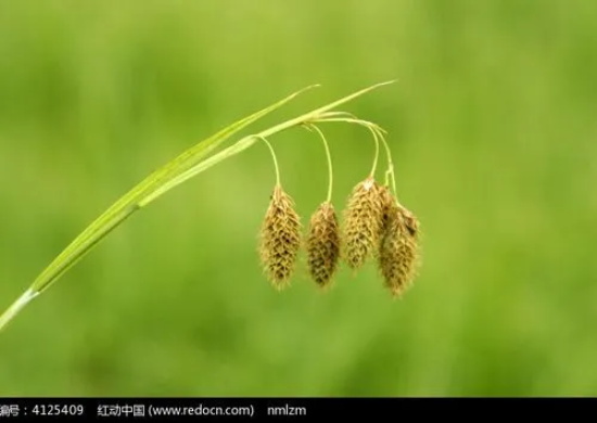 什么花的花语是思念？