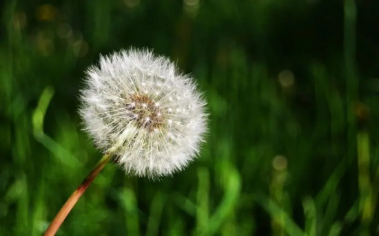 款冬蒲公英，生日花语早熟