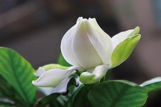 花语大全:春天花的花语