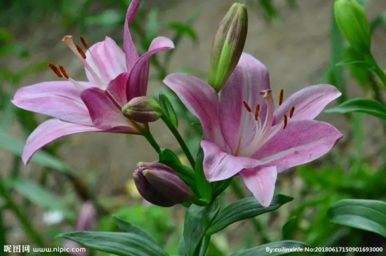 智利的国花是百合花