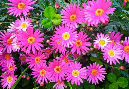 荷兰菊花语：活动、说谎