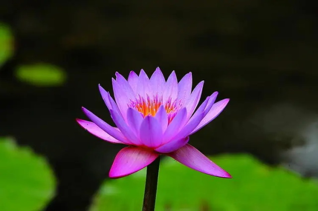 紫色睡莲的花语:梦幻,纯洁,好运