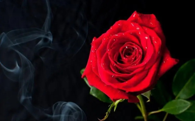 玫瑰花花语：朵数代表的花语对照表