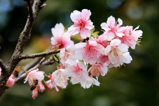 山樱花花语 西洋樱花花语