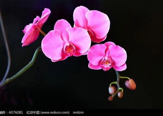 条点蝴蝶兰的花语是什么