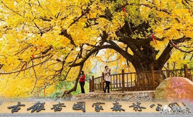 银杏树产地在哪些地方（中国三大银杏之乡介绍）