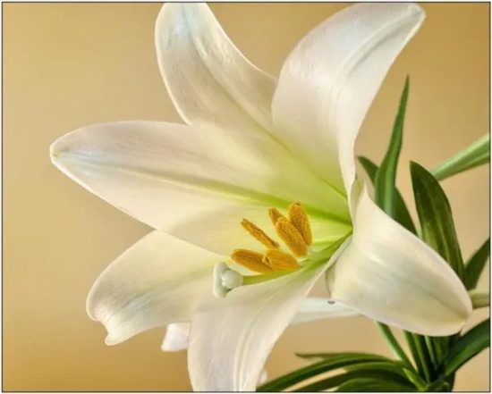 百合花语