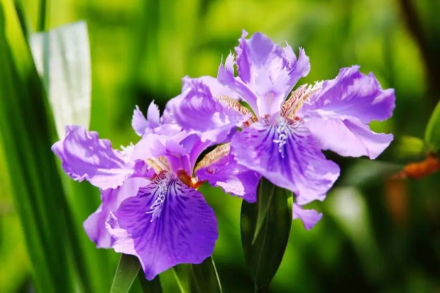 各种鸢尾花花语大全以及象征意义