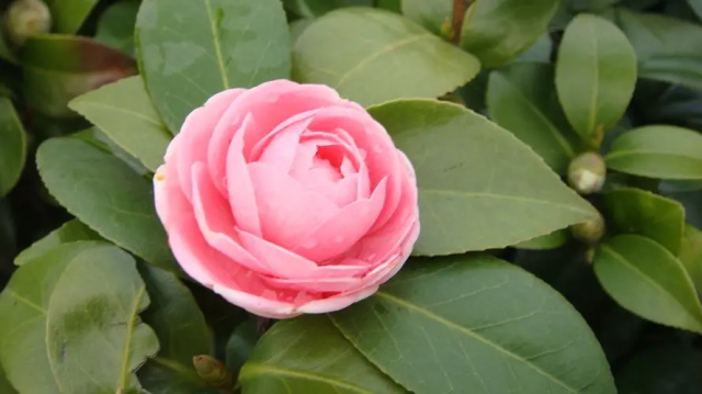 山茶花的花语是什么呢？