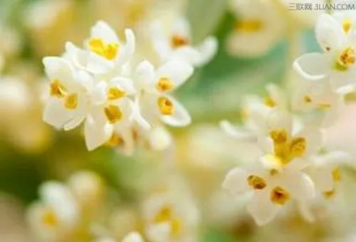橄榄花的象征意义 橄榄花的传说