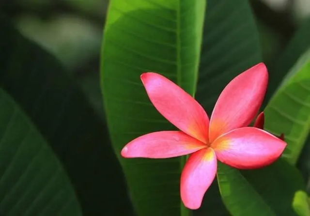 红鸡蛋花的花语 红鸡蛋花的文化背景