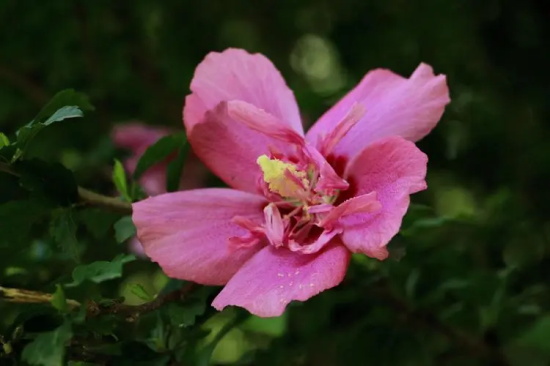 木槿花的花语是什么