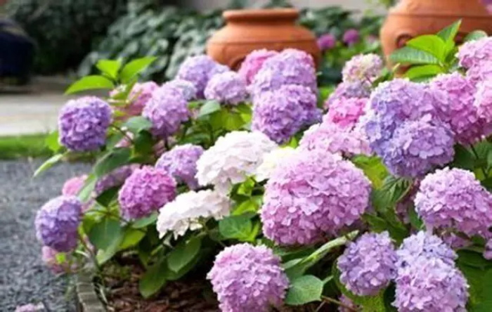 绣球花的花语是什么？