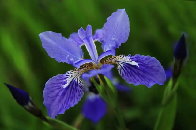 蓝色鸢尾花花语