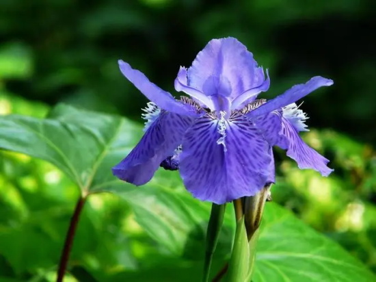 大扁竹兰的花语